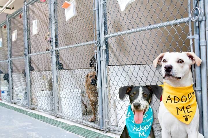 Best Friends Animal Society Partners With Indiana Rescues For Adoptions
