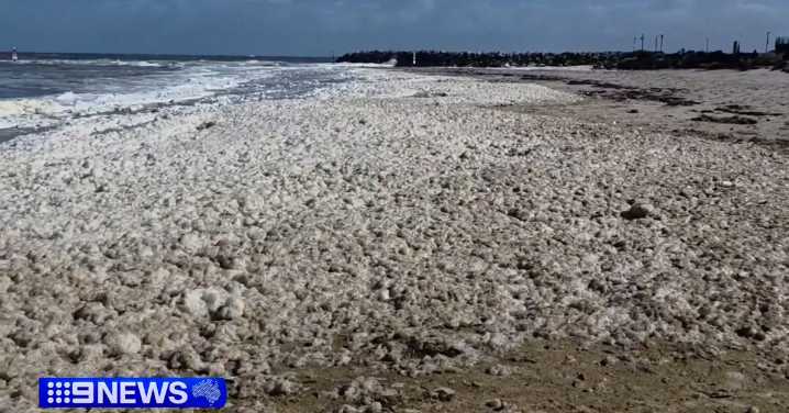 $1.1 million hotline launched to combat disinformation about SA algal bloom