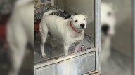 Kansas Dog Mom Watches Others Get Adopted While She Waits For Her Turn