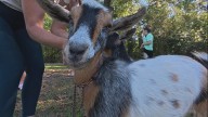 GET 2 MOVING: Old Rusty Gate Farm's goat yoga and soap