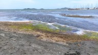 El sur del Mar Menor permanece en niveles críticos de oxígeno