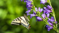 The Placement Mistake You're Making With Plants That Attract Pollinators