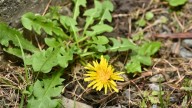 La planta que hay que mirar con otros ojos y no arrancarla del jardín
