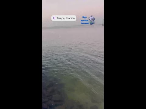 Dolphin seen swimming along Old Tampa Bay