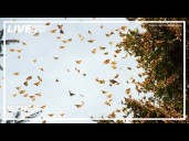 What to know about monarch butterfly migration season