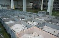 Récord histórico en la Rula de Avilés: la costera de bonito se cierra más de 2 millones de kilos capturados