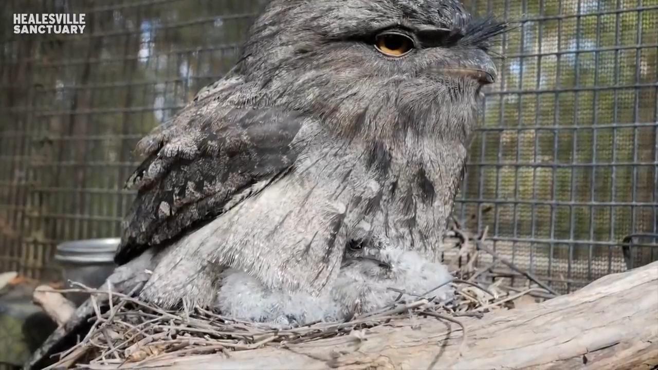 Newly-hatched Tawny Frogmouth chicks delight visitors at Healesville Sanctuary in Australia