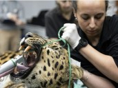 Artificial insemination raises hopes for world's rarest big cat