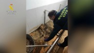 La Guardia Civil halla 250 cadáveres de animales en un criadero clandestino