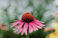 The Best Time to Take Echinacea for the Biggest Immune Boost