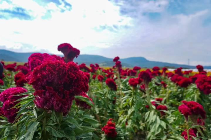 Festival de las Flores de Copándaro cumple 60 años