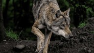 Los cazadores podrán abatir lobos en Asturias desde el 11 de octubre, pero sólo si cumplen estas condiciones