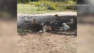 City of Godley asking for help with pack of roaming stray dogs