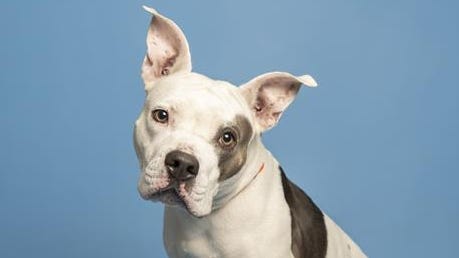 Phoenix pet adoptions: Bring one of these furry friends home
