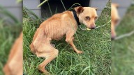 Virginia Rescue Saves Chihuahua Found In Devastating Shape After Months Chained Without Food Or Water