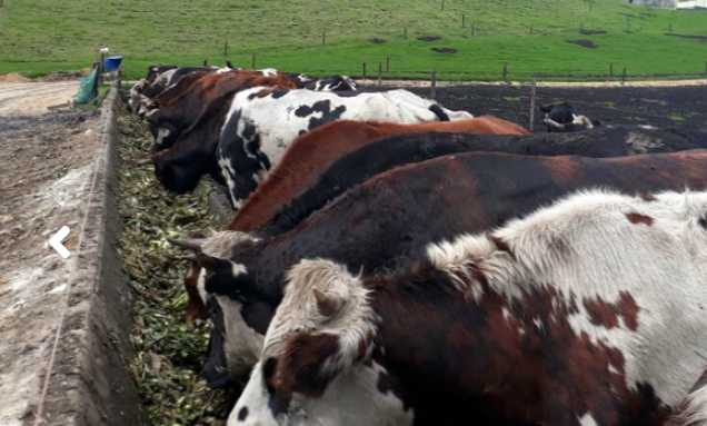 Cundinamarca, productor de 5,8 millones de litros de leche diarios