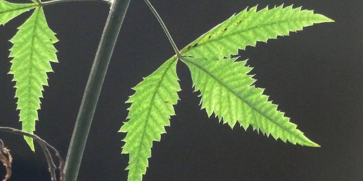Siete plantas venenosas que parecen inofensivas pero pueden causar graves daños a la salud