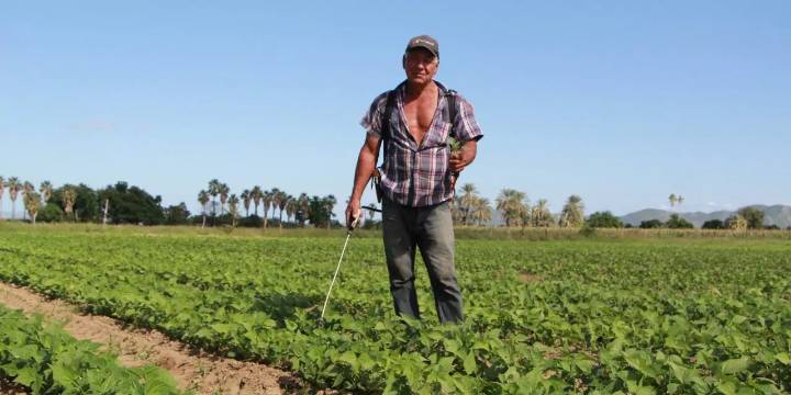 ¿Sembrando Vida es la salvación del campo… o solo una promesa que no llega?