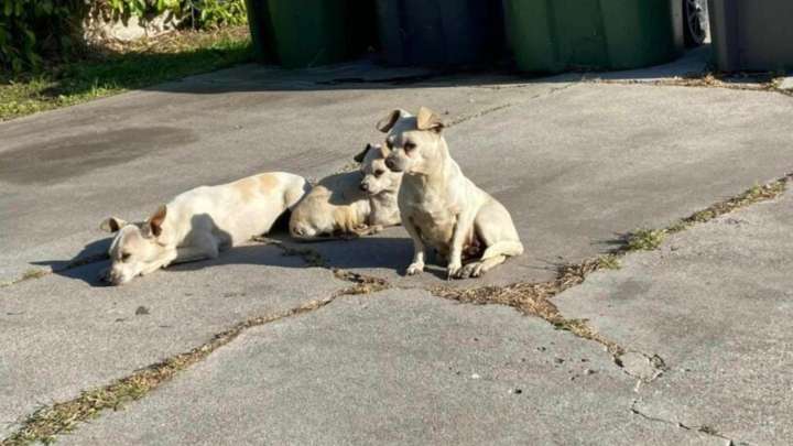 Three Small Dogs In California Won’t Let Go Of Each Other As They Wait For Rescue