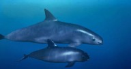 Mantiene México acciones de protección a la vaquita marina