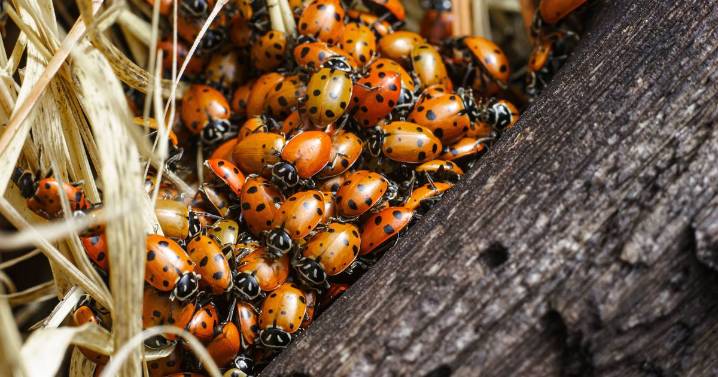 Ladybirds are 'everywhere' in UK today - and they're about to invade homes