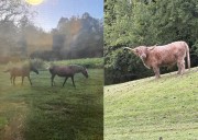 Se escapan caballos y una vaca en el condado de Yadkin