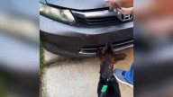 Alabama Dog Cries At Parked Car Until Family Discovers A Life Hidden Inside