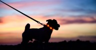 Star Paws: ‘Six things you need to know before walking your dog after dark this winter’