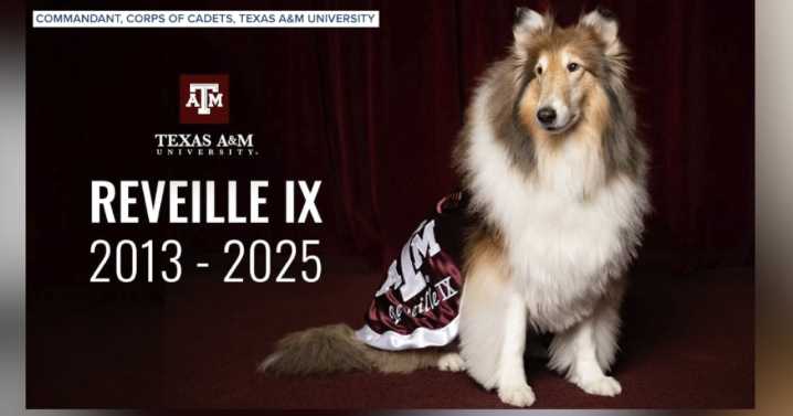 Texas A&M mourns Reveille IX, beloved 'First Lady of Aggieland'
