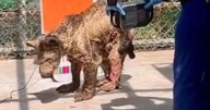 Profepa reporta a la osa 'Mina' en estado crítico