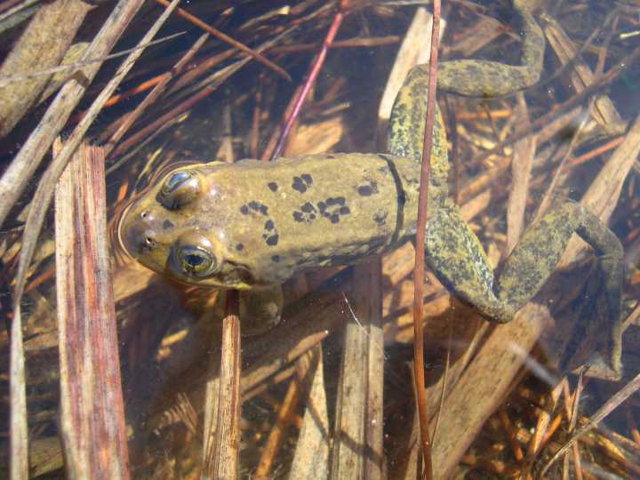 Heber City’s tiniest neighbor is on the state’s conservation species list