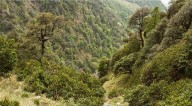 India Climbs to 9th Spot in Global Forest Area Ranking