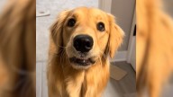 Witness A Wholesome Moment When This Golden Retriever Realized He Was Going To Visit Grandma In Ohio
