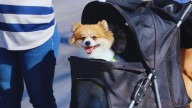 Ley “¿Con quién se queda el perro?”: buscan proteger a animales de compañía en divorcios en Sonora