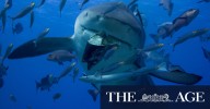 Queensland: Shark nets ‘don’t actually do anything’. Why are we using them?