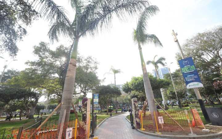 Municipalidad de Miraflores asegura que el traslado de las palmeras del óvalo fue exitoso