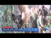 Mama bear and her cubs spotted lounging in tree in backyard of home in SoCal neighborhood