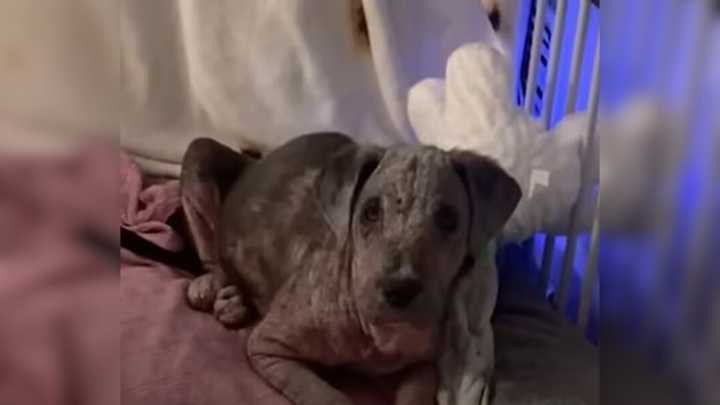 Virginia Puppy Found Sick And Shivering On Concrete Floor Finds Love That Transforms Him