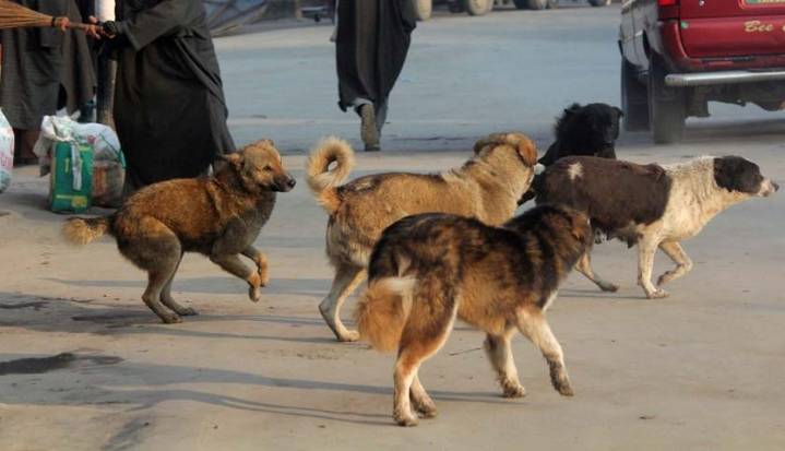 SC to Hear Suo Motu Case Pertaining to Stray Dogs on Oct 27