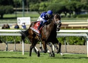 Stark Contrast joins Journalism on Michael McCarthy’s Breeders’ Cup team
