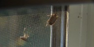 Tips for keeping pests out of your home this fall