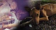 Max fue rescatado del abandono; piden ayuda económica y hogar temporal para que logre recuperarse