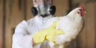 Bird flu detected in Gordon County commercial chicken flock, state says