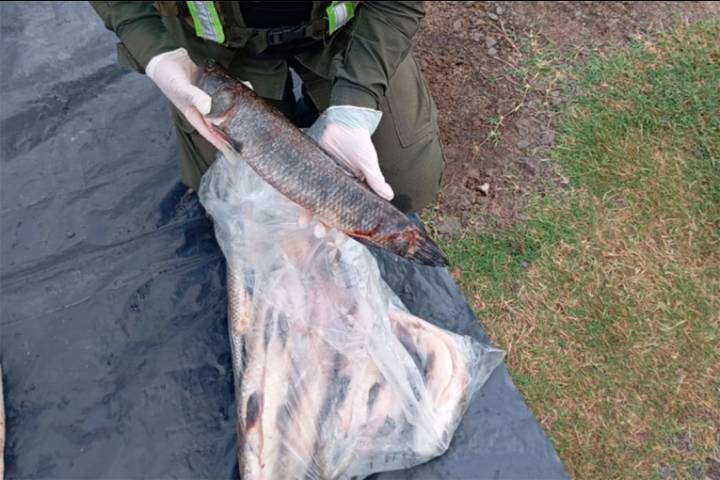 Decomisaron 950 kilos de pescado transportados sin documentación