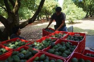 Aguacateros de Michoacán convocan a paro nacional para el 14 de octubre