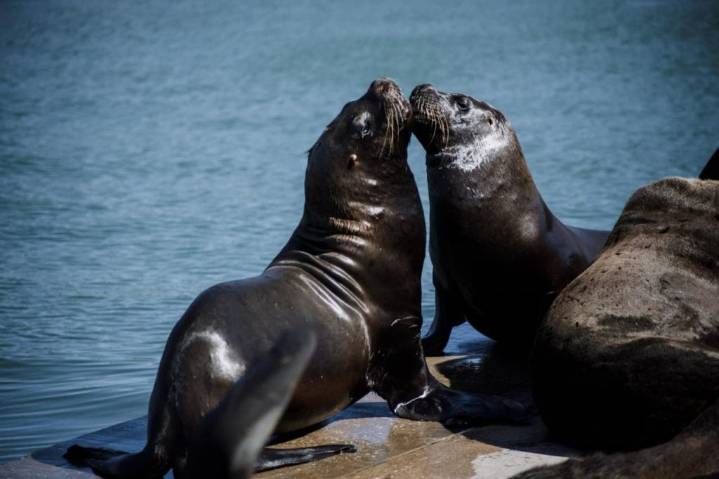 Últimos días para participar del concurso fotográfico “Mar del Plata Viva”