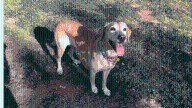 93-year-old West Hills man seeks public's help in finding missing dog