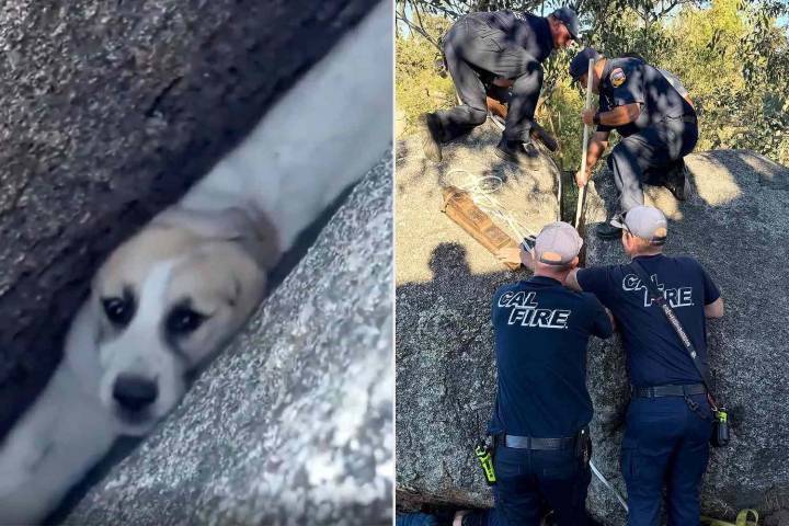 Large Puppy Wedged in Tiny Crack Saved with Complicated Rescue Captured on Camera