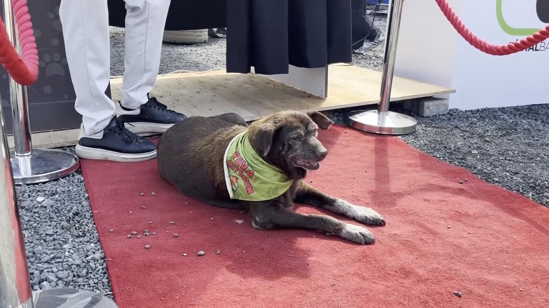 On World Animal Day, adoption drives across Turkey promote rescuing dogs
