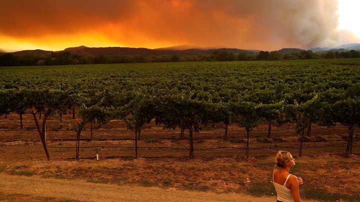 Smoke Vintage: el impacto de los incendios en Napa y Sonoma